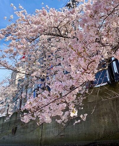 oookagawa-sakura-fes