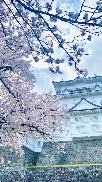 odawara-sakura-konzatsu