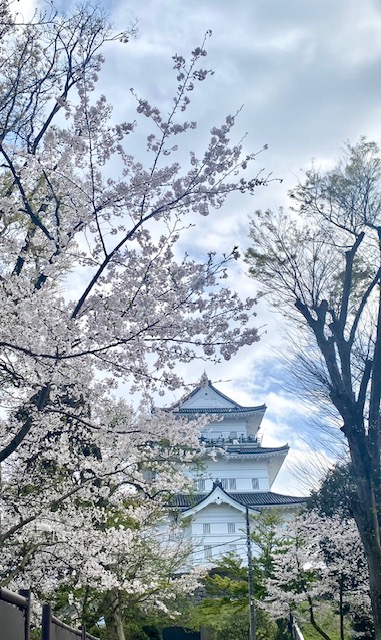 odawara-sakura