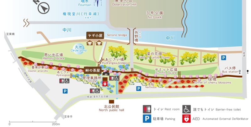 gongendo-ajisai