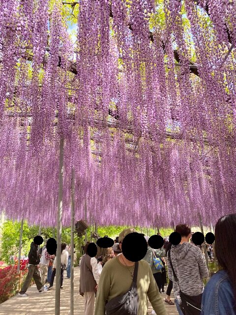 ashikaga9